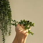 آویز مصنوعی شمشادی2